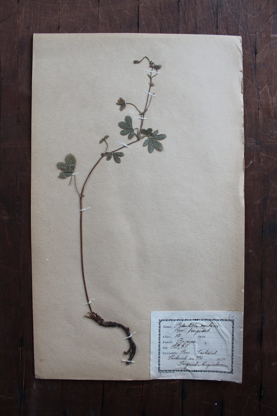 1930s Swedish Herbarium Specimen - Creeping Cinquefoil