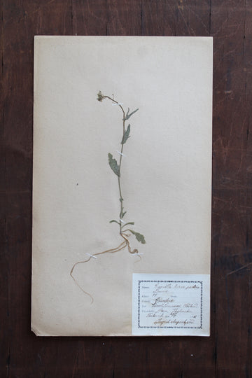 1930s Swedish Herbarium Specimen - Shepherd’s Purse