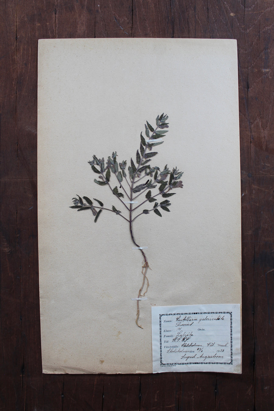 1930s Swedish Herbarium Specimen - Marsh Skullcap