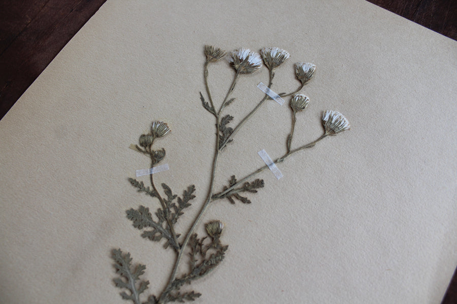 1930s Swedish Herbarium Specimen - Sticky Ragwort