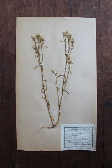 1930s Swedish Herbarium Specimen - Common Centaury