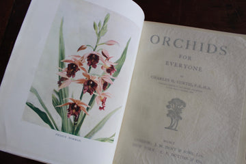 Orchids for Everyone 1910