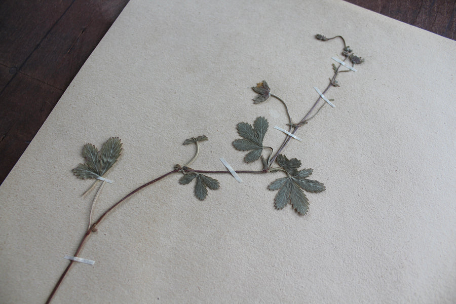 1930s Swedish Herbarium Specimen - Creeping Cinquefoil