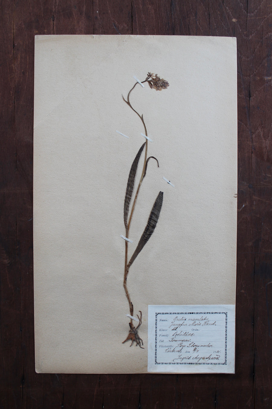 1930s Swedish Herbarium Specimen - Early Purple Orchid