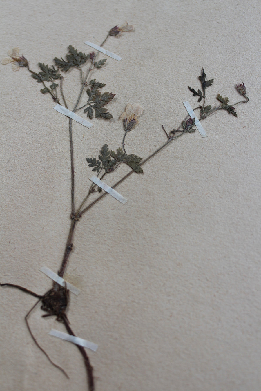 1930s Swedish Herbarium Specimen - Herb Robert