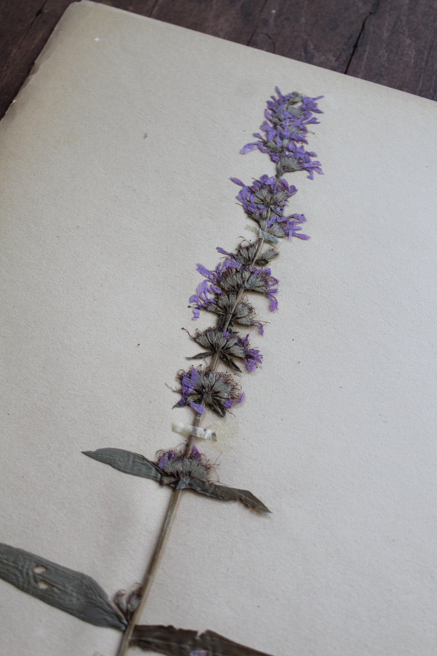 1930s Swedish Herbarium Specimen - Purple Loosestrife