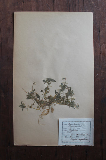 1930s Swedish Herbarium Specimen - Wild Pansy