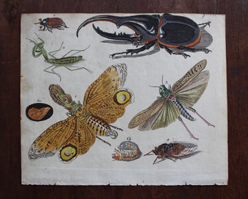 1790 Bertuch Insects Engraving