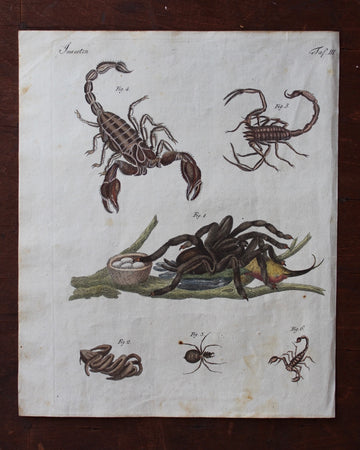 Scorpions and Spiders Engraving - c. 1800