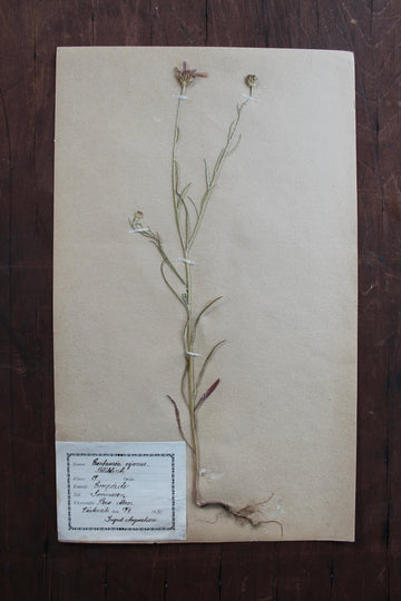 1930s Swedish Herbarium Specimen - Cornflower