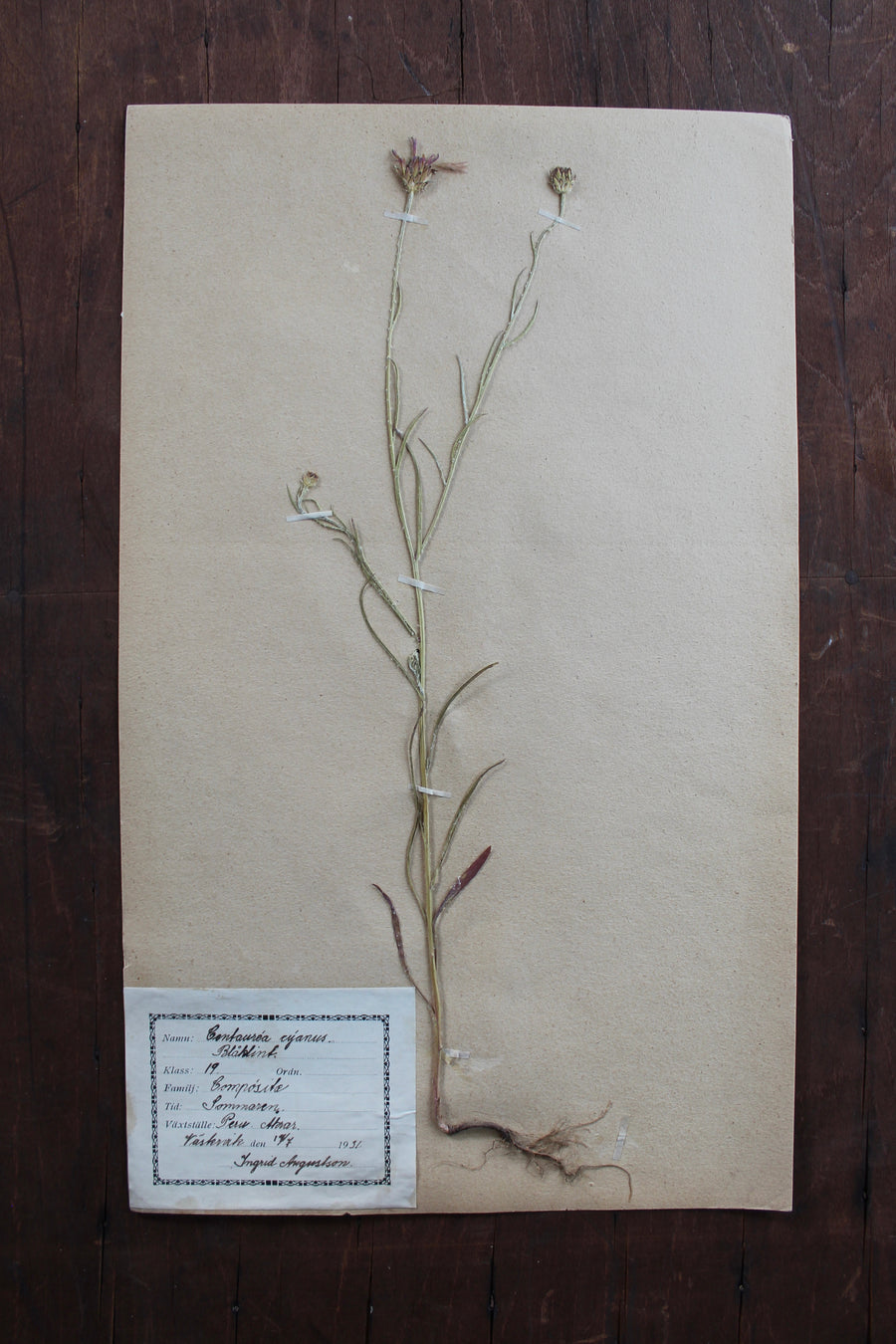 1930s Swedish Herbarium Specimen - Cornflower