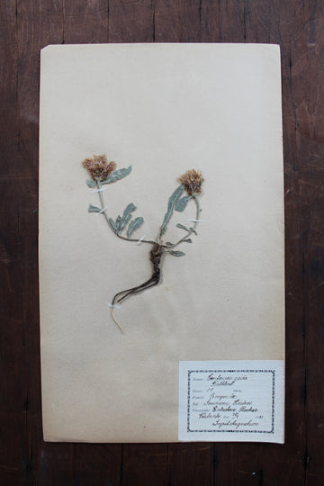 1930s Swedish Herbarium Specimen - Brown Knapweed