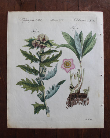 Bertuch Henbane and Hellebore - c. 1790