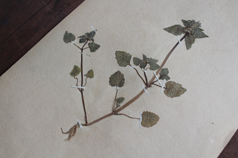 1930s Swedish Herbarium Specimen - Purple Deadnettle