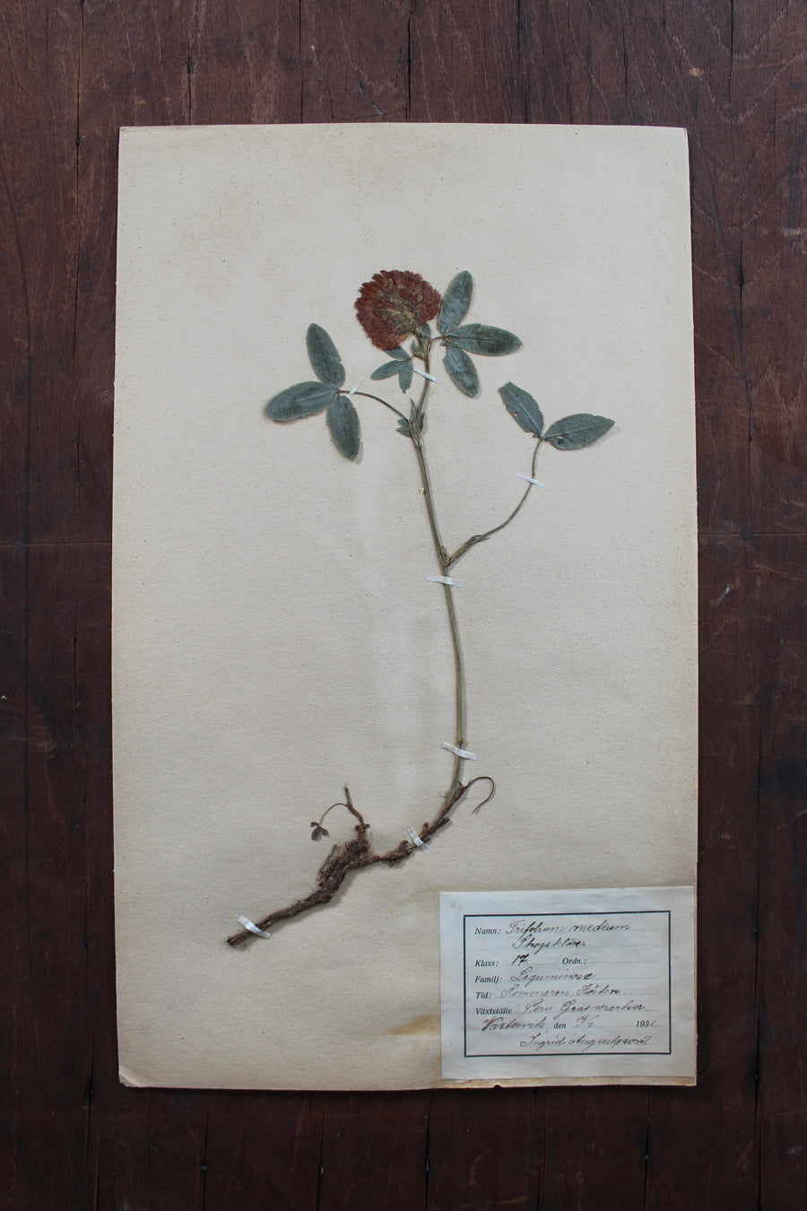 1930s Swedish Herbarium Specimen - Zigzag Clover