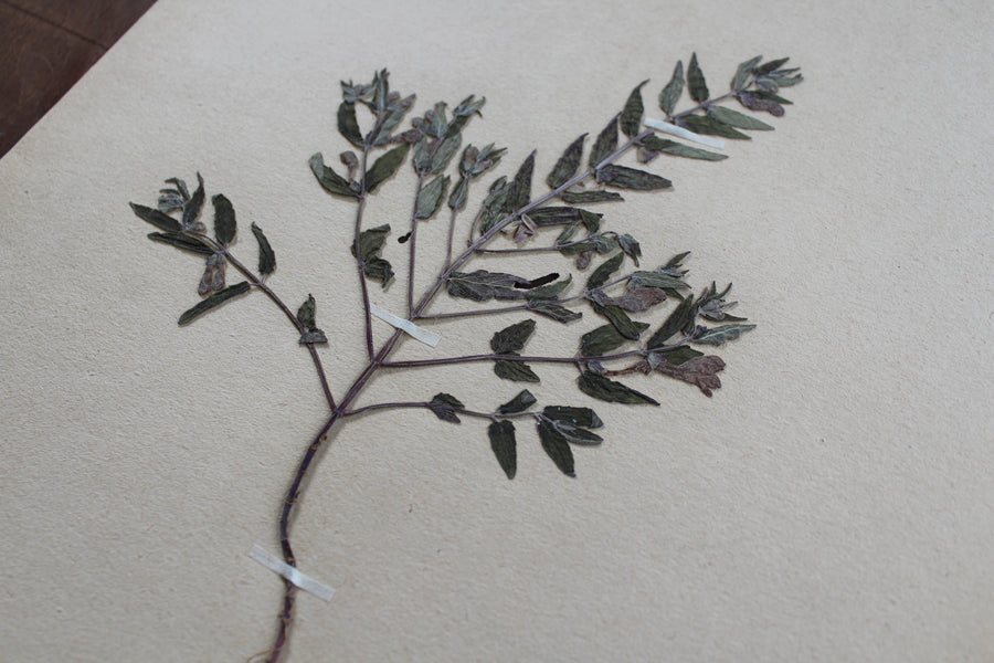 1930s Swedish Herbarium Specimen - Marsh Skullcap