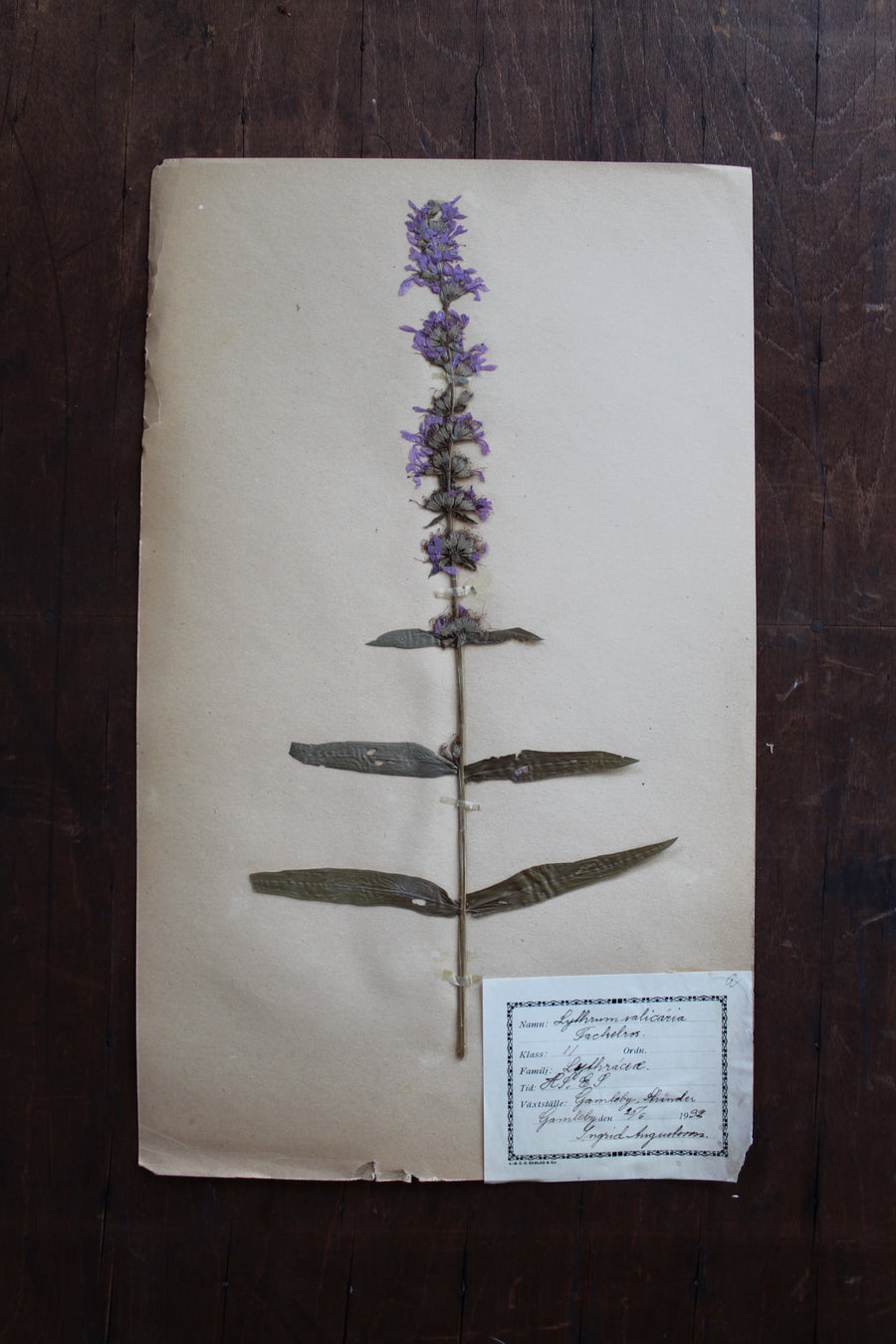 1930s Swedish Herbarium Specimen - Purple Loosestrife