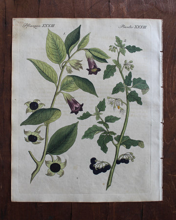 1790 Bertuch Belladonna Engraving