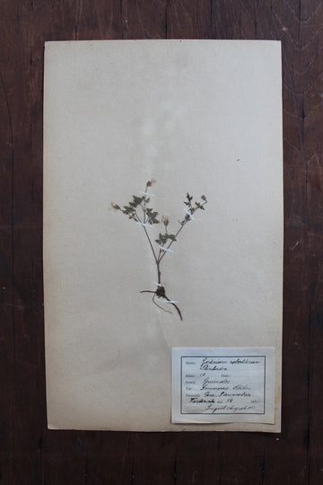 1930s Swedish Herbarium Specimen - Herb Robert