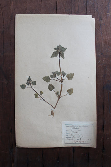 1930s Swedish Herbarium Specimen - Purple Deadnettle