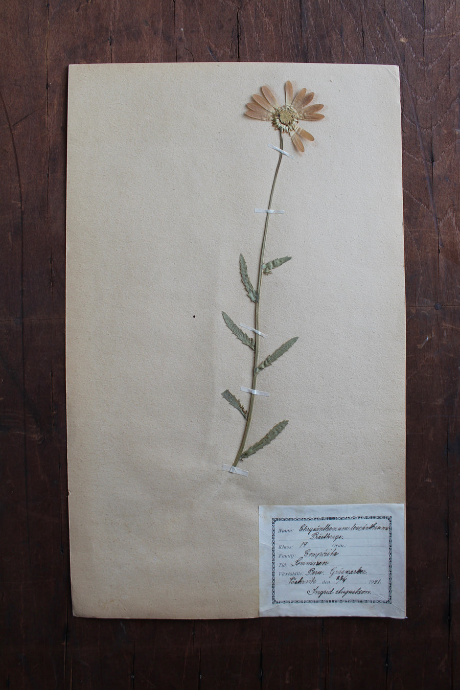 1930s Swedish Herbarium Specimen - Oxeye Daisy