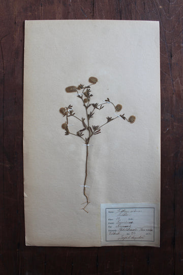 1930s Swedish Herbarium Specimen - Hare’s-Foot Clover