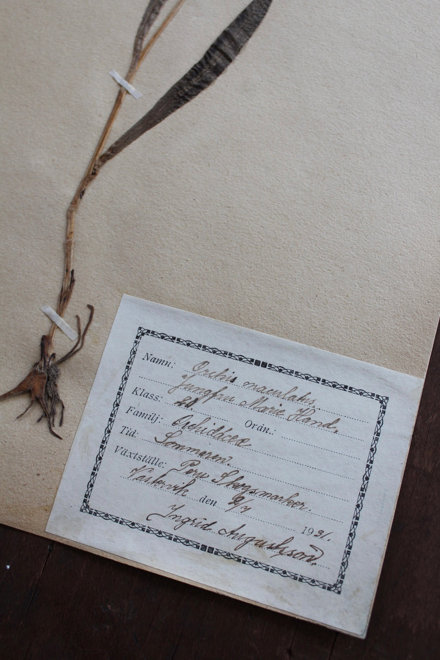 1930s Swedish Herbarium Specimen - Early Purple Orchid