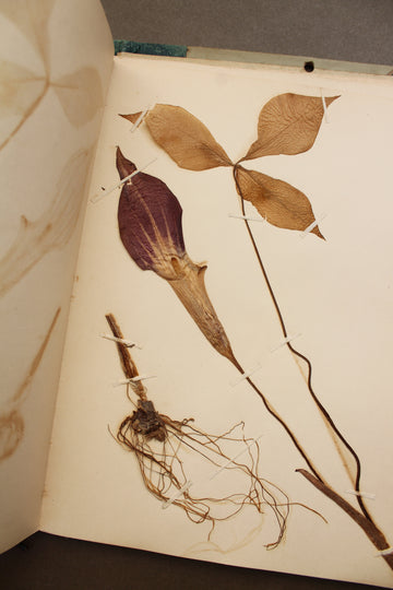 1896 Herbarium Folio with Sketches